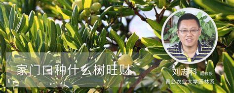 家门口种什么植物好|家门口种什么植物好（适合种在家门口的风景树推荐）